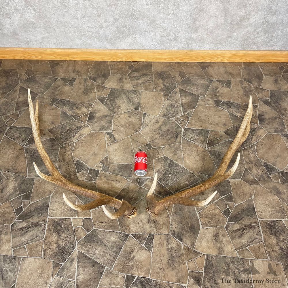 Elk Antler Craft Pack For Sale #25093 @ The Taxidermy Store