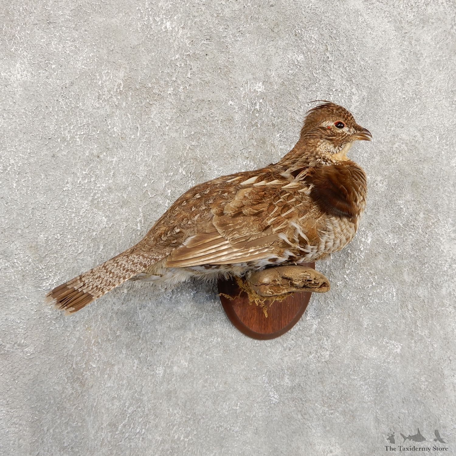 Ruffed Grouse Bird Mount For Sale #19724 @ The Taxidermy Store
