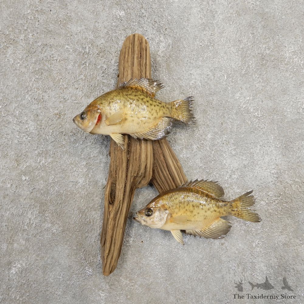 Black Crappie Taxidermy Fish Mount #20936 For Sale @ The Taxidermy Store