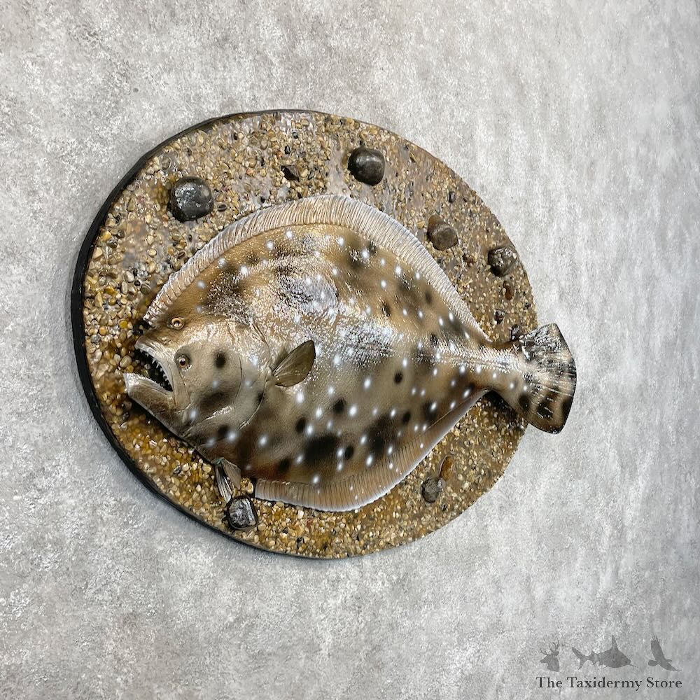 Reproduction Pacific Flounder Fish Mount For Sale #28694 @ The Taxidermy Store