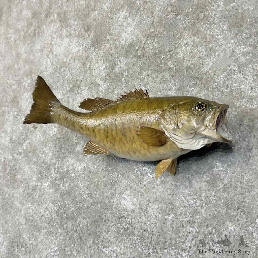 Smallmouth Bass Fish Mount For Sale #31275 @ The Taxidermy Store