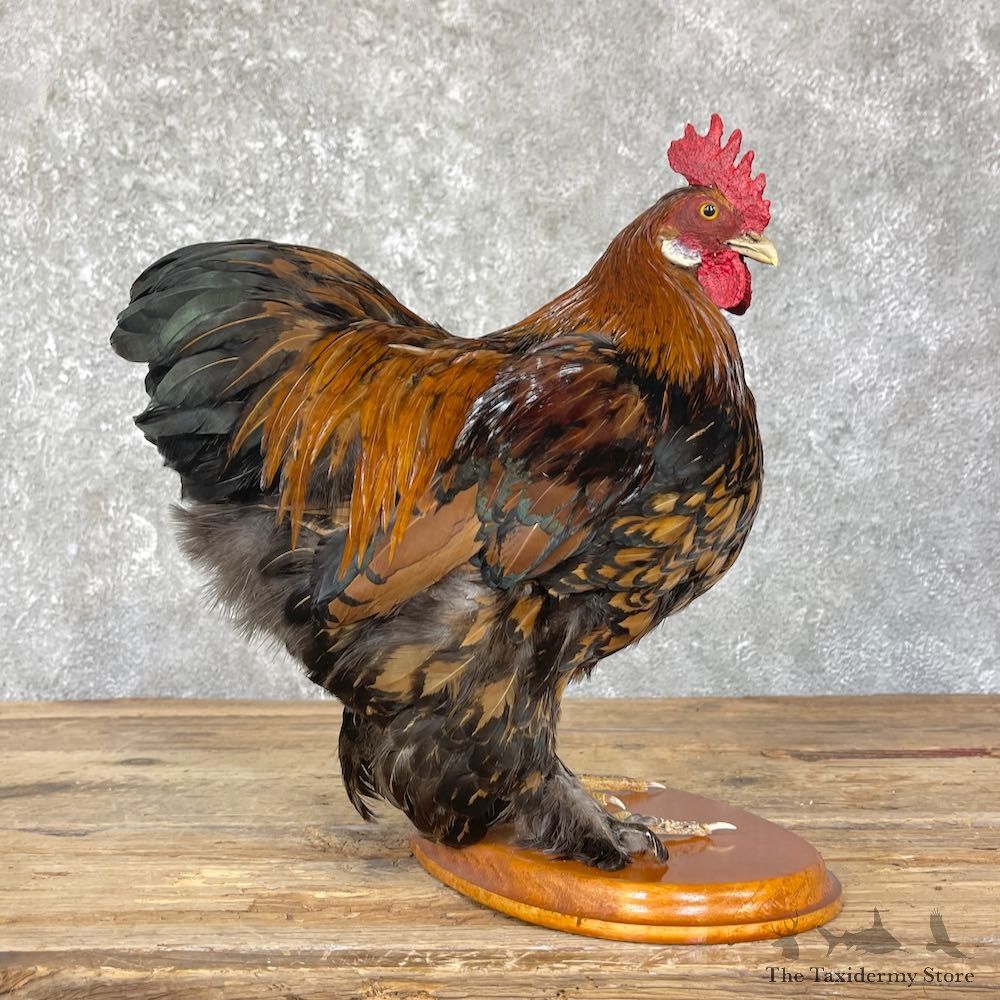 Domestic Chicken Rooster Bird Mount For Sale #26347 @ The Taxidermy Store