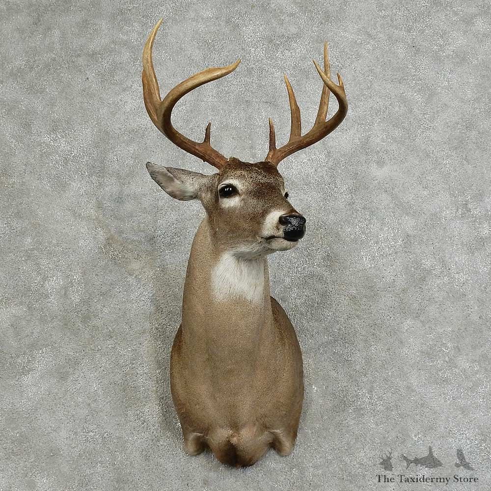 Whitetail Deer Shoulder Mount For Sale #16082 @ The Taxidermy Store