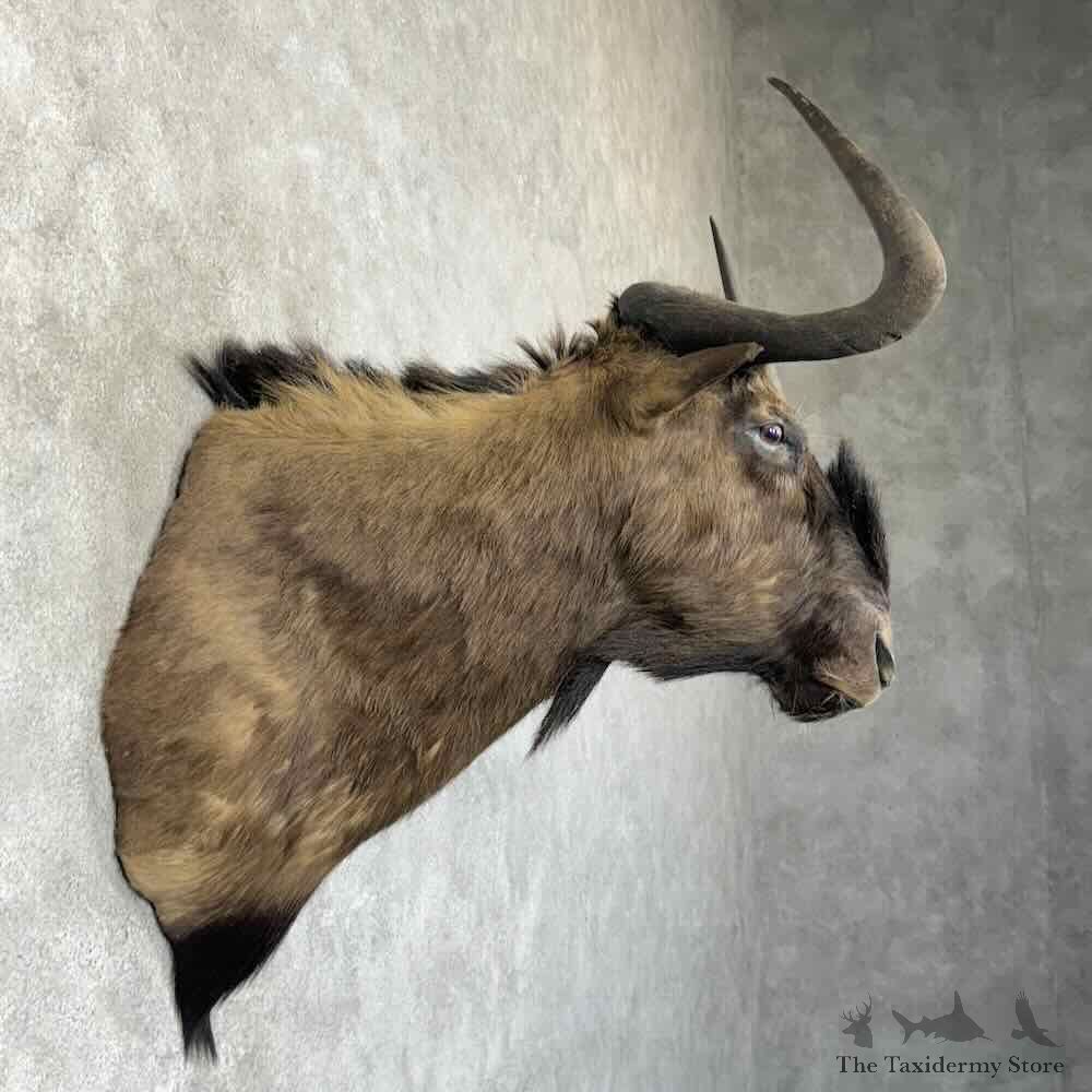 Black Wildebeest Shoulder Mount For Sale #30335 @ The Taxidermy Store