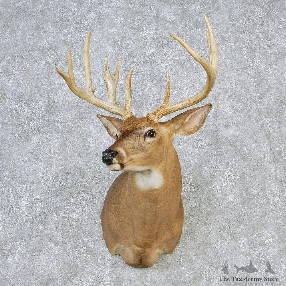 Whitetail Deer Shoulder Taxidermy Head Mount #12634 For Sale @ The Taxidermy Store