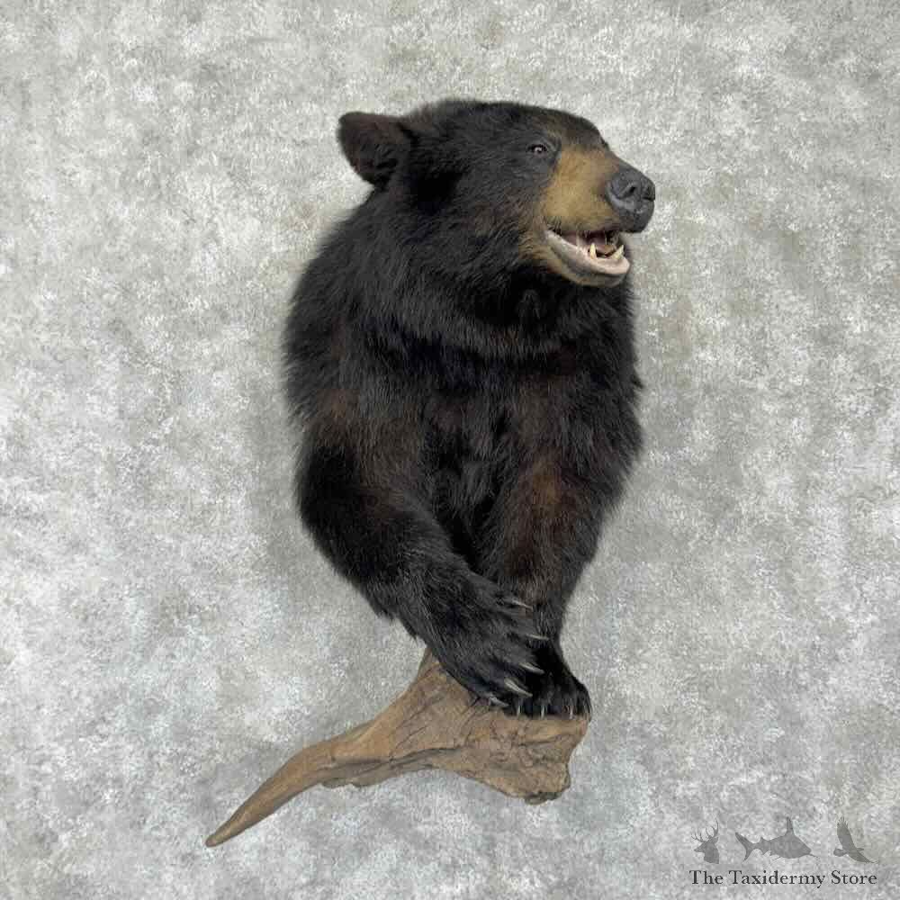 Black Bear Half Life Size Mount For Sale #31763 @ The Taxidermy Store