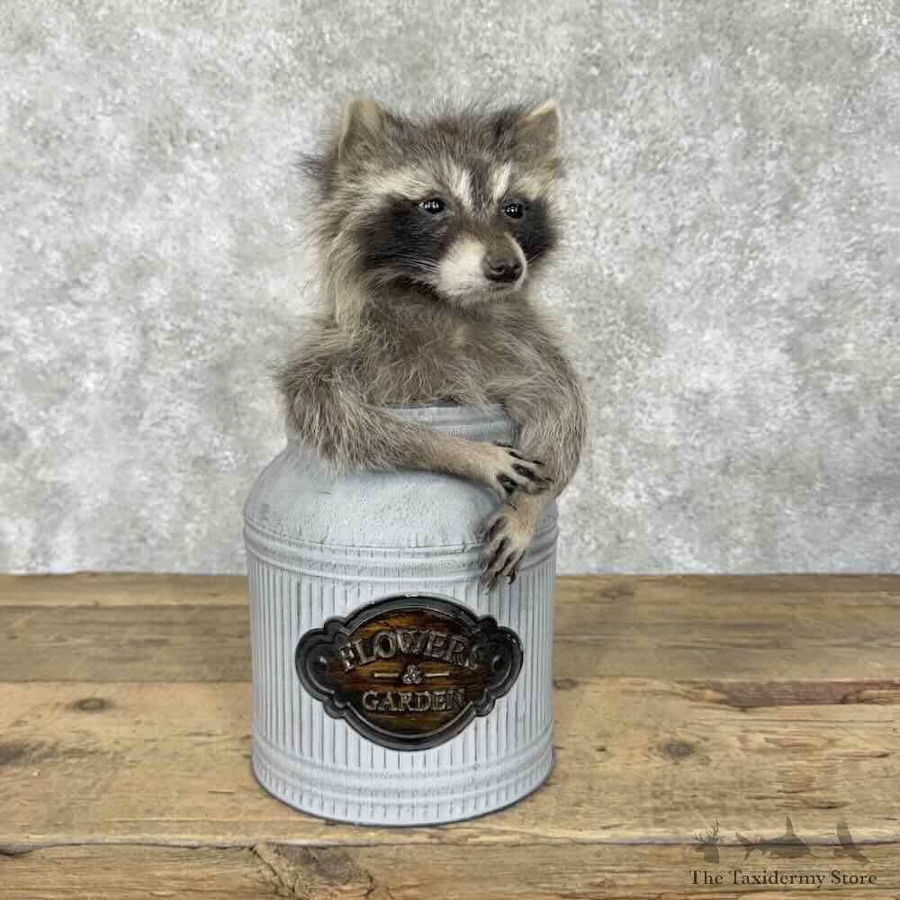 Raccoon Novelty Mount For Sale #30695 @ The Taxidermy Store
