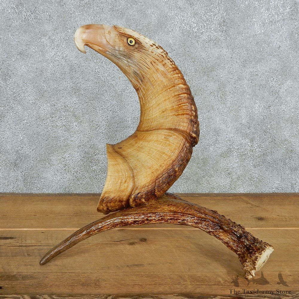 Eagle Head Bighorn Carving Taxidermy Mount #13077 For Sale @ The Taxidermy Store
