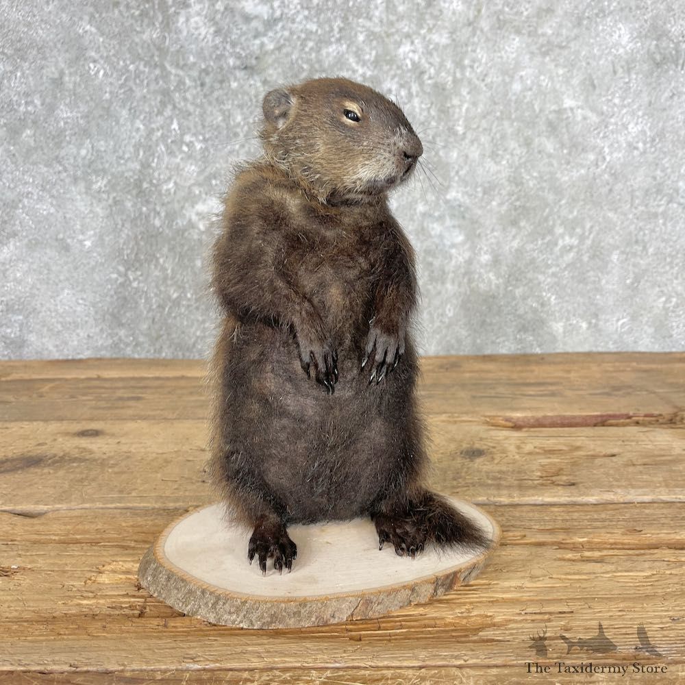 Woodchuck Life-Size Mount For Sale #27028 @ The Taxidermy Store