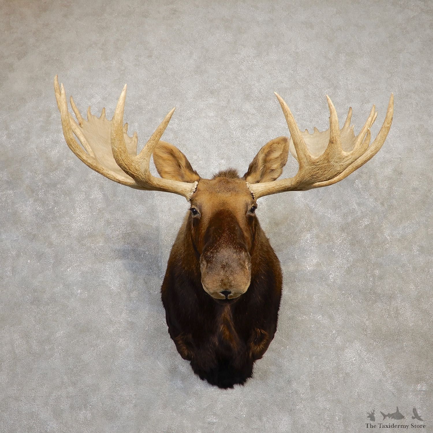 Western Canada Moose Shoulder Mount For Sale #19936 @ The Taxidermy Store