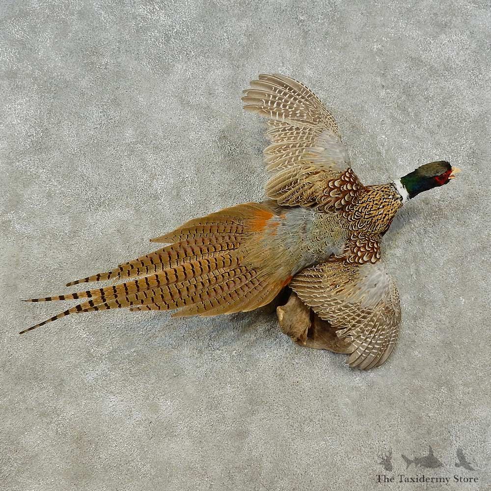 Ringneck Pheasant Bird Mount For Sale #16211 @ The Taxidermy Store