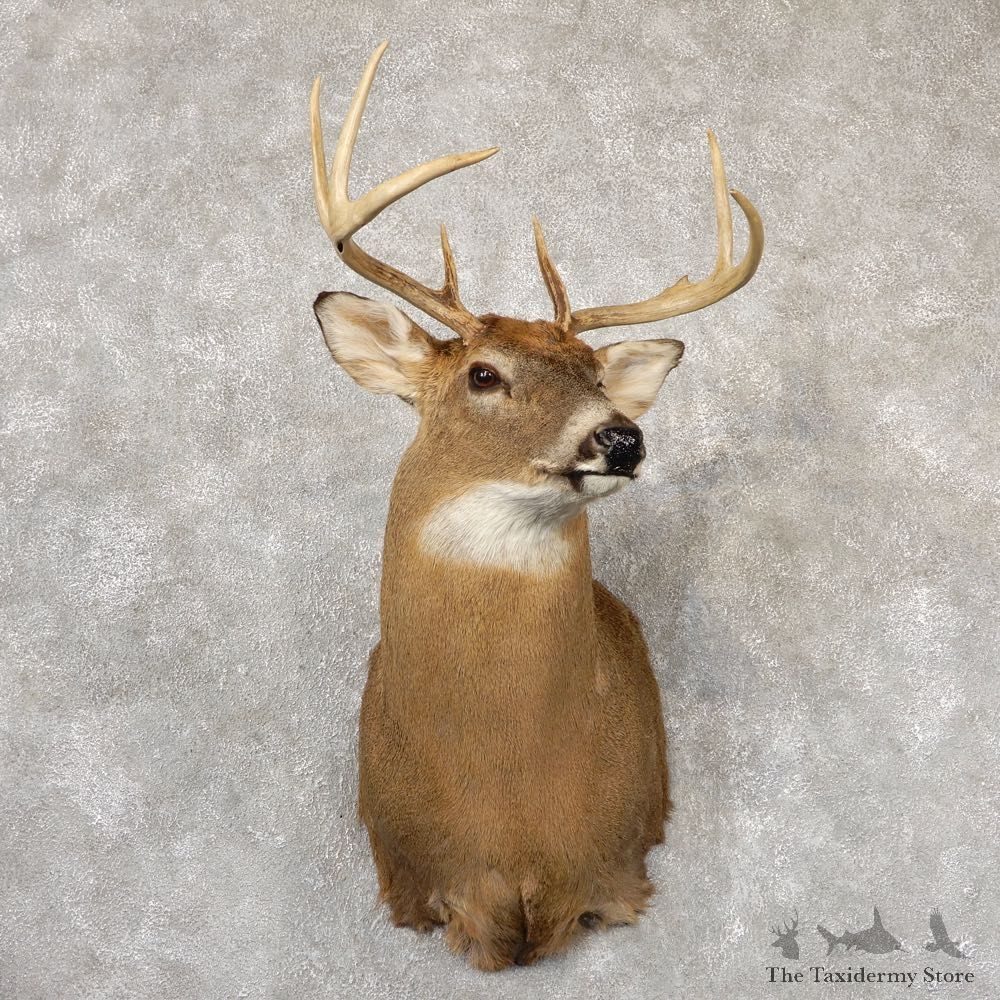 Whitetail Deer Taxidermy Shoulder Mount For Sale #18832 @ The Taxidermy Store