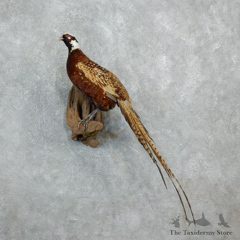 Reeves Pheasant Mount For Sale #18257 @ The Taxidermy Store