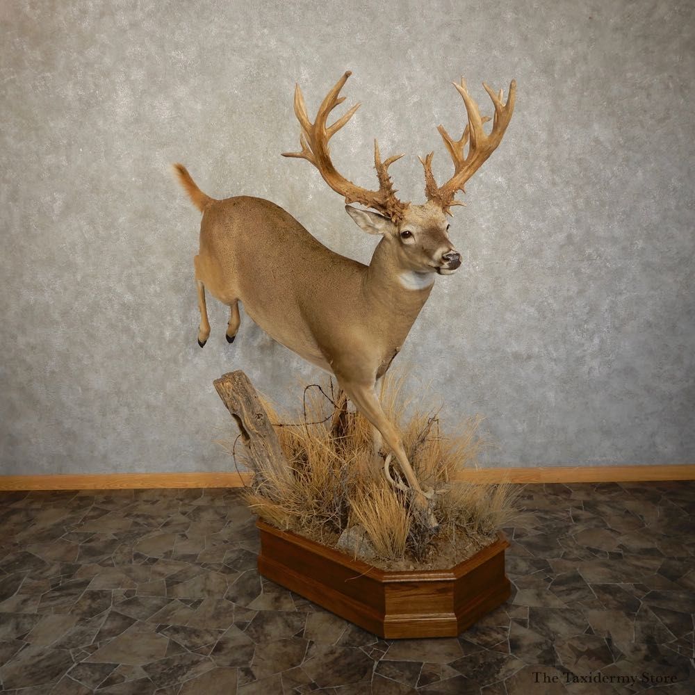 Whitetail Deer Life Size Taxidermy Mount #21594 For Sale @ The Taxidermy Store