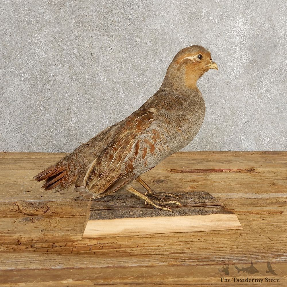 Hungarian Grey Partridge Taxidermy Mount #21046 For Sale @ The Taxidermy Store