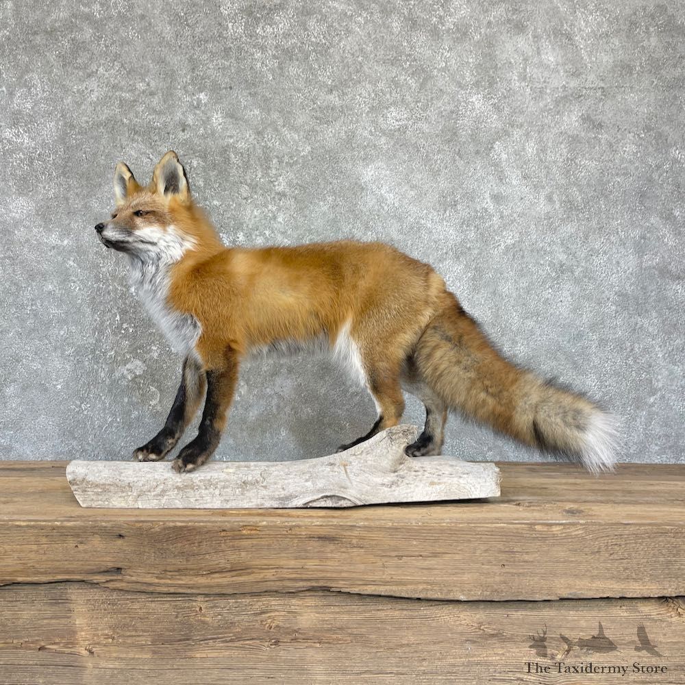 Red Fox Life-Size Mount For Sale #26427 @ The Taxidermy Store