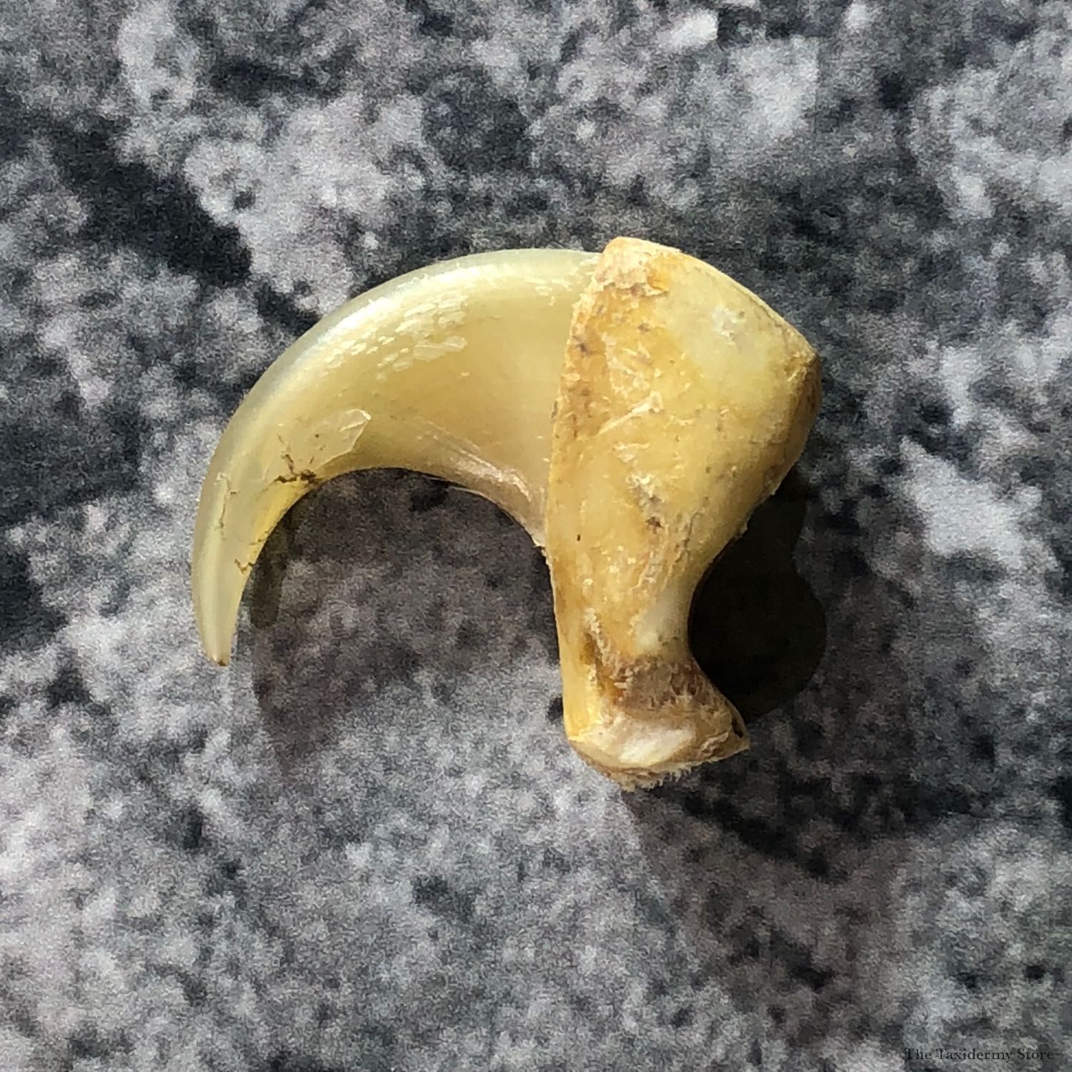 Mountain Lion Cougar Taxidermy Authentic Claw #19358 For Sale @ The Taxidermy Store