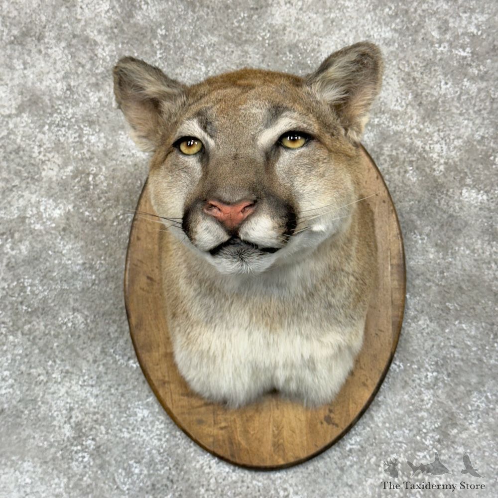 Mountain Lion Cougar Shoulder Mount For Sale #29562 @ The Taxidermy Store