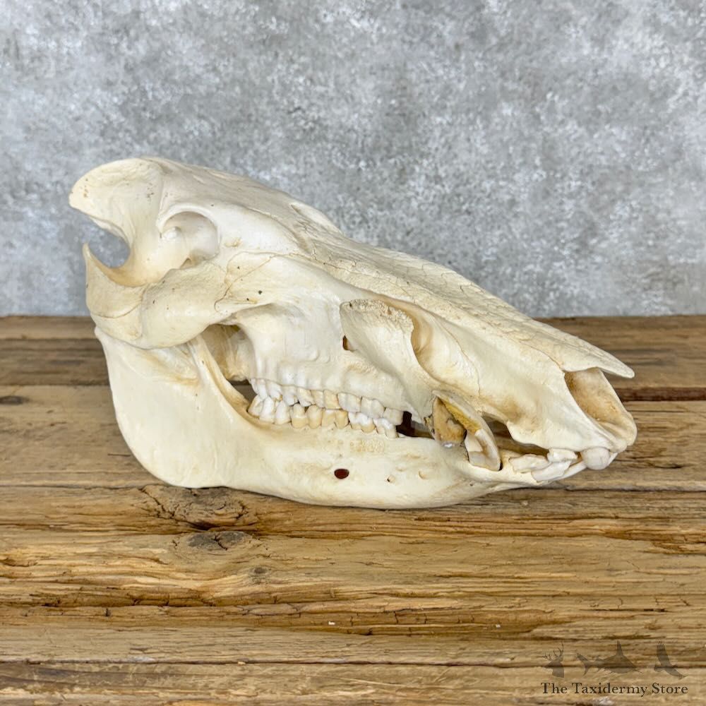 Red River Hog Full Skull Mount For Sale #29011 @ The Taxidermy Store