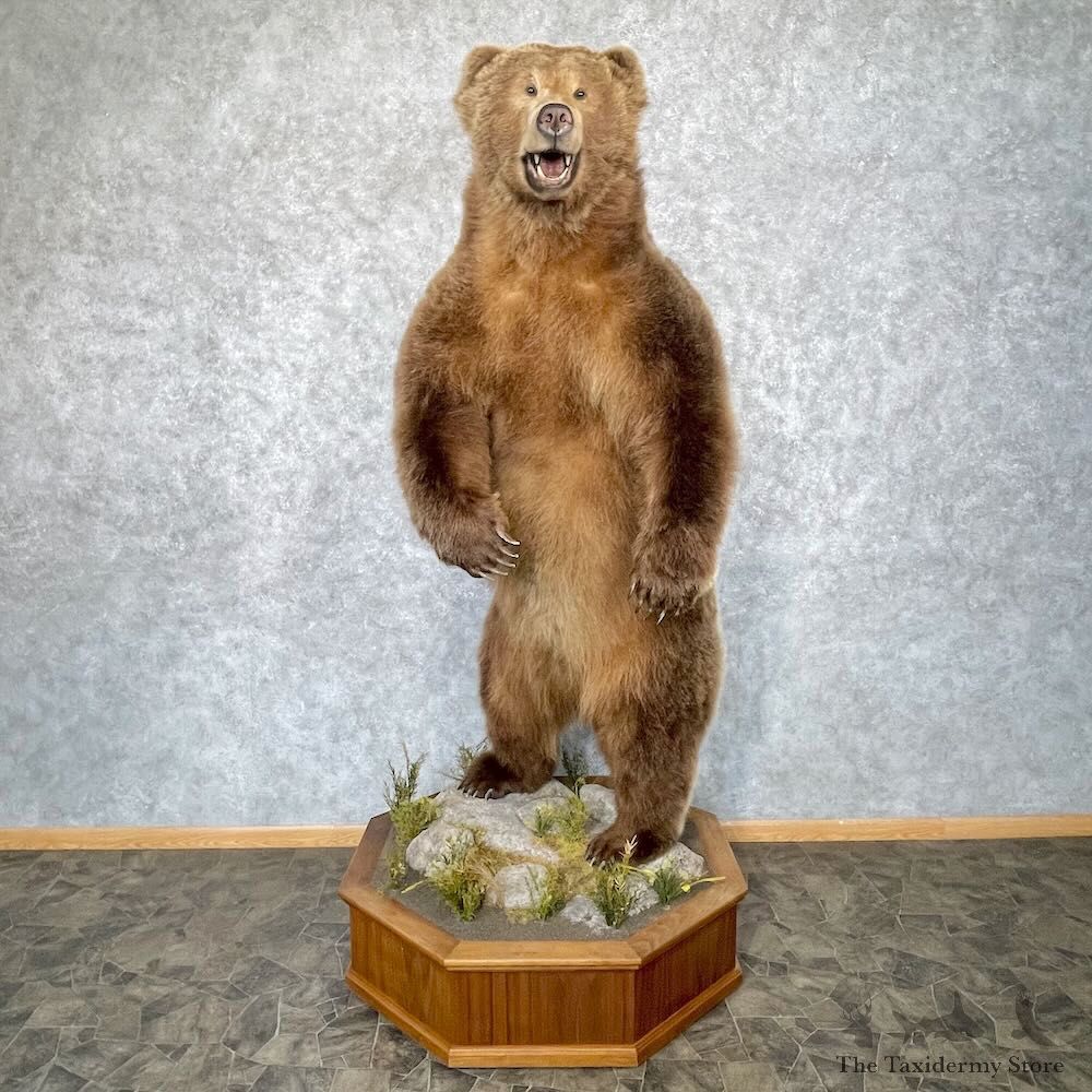 Grizzly Bear Life-Size Mount For Sale #28545 @ The Taxidermy Store