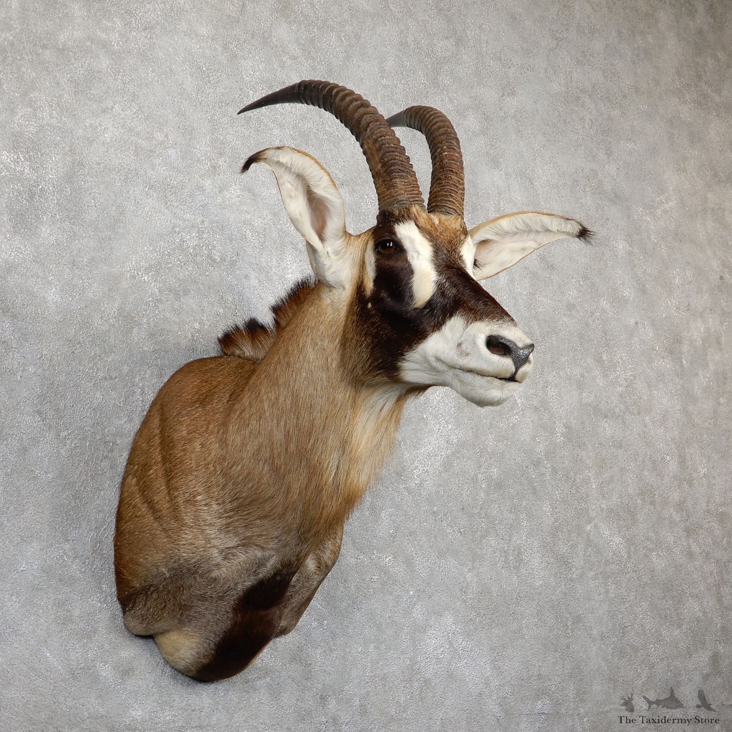 Roan Antelope Shoulder Mount For Sale #19498 @ The Taxidermy Store