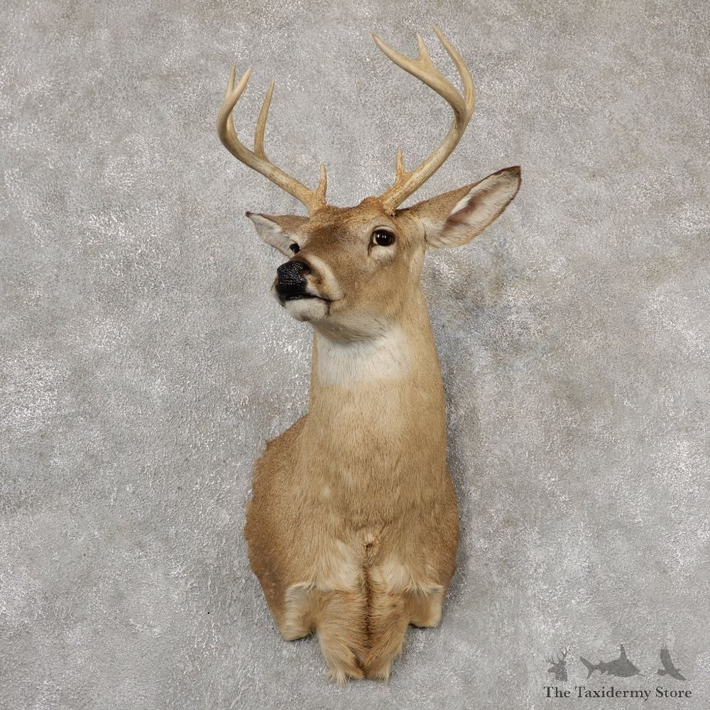 Whitetail Deer Shoulder Mount For Sale #18863 @ The Taxidermy Store