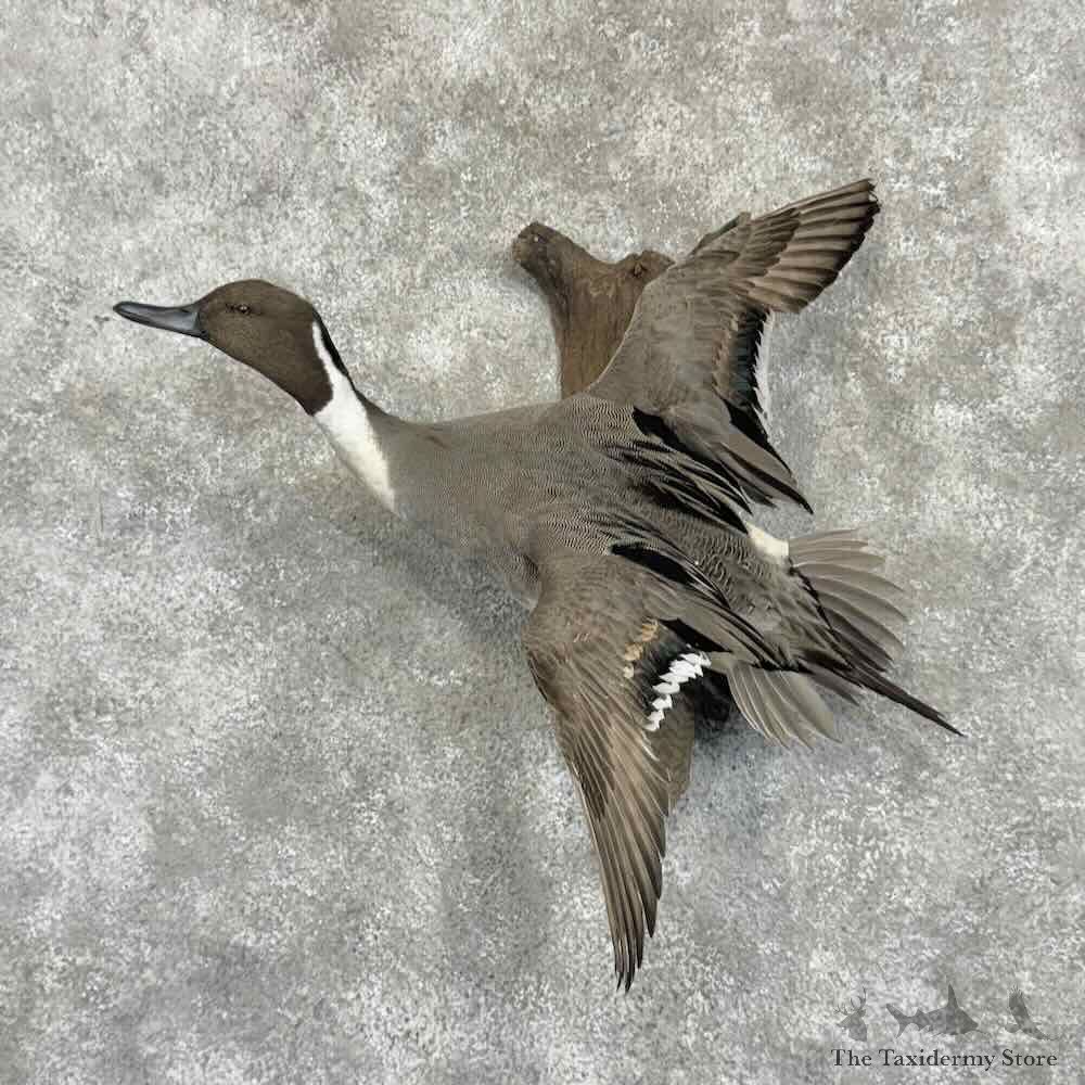 Northern Pintail Duck Bird Mount For Sale #31045 @ The Taxidermy Store
