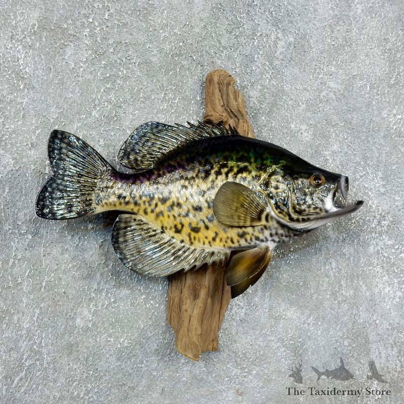 Black Crappie Taxidermy Fish Mount #17953 For Sale @ The Taxidermy Store
