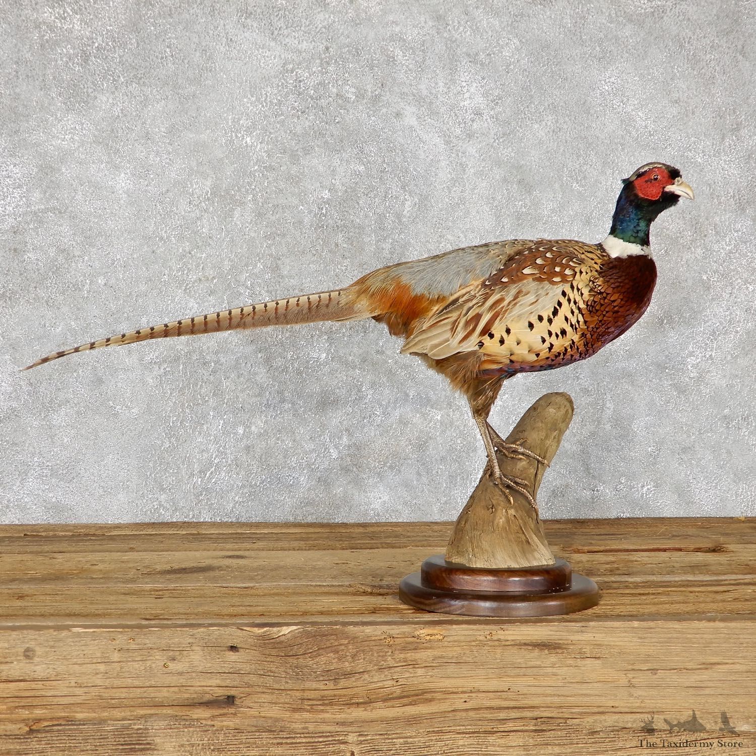 Ringneck Pheasant Bird Mount For Sale #19471 @ The Taxidermy Store