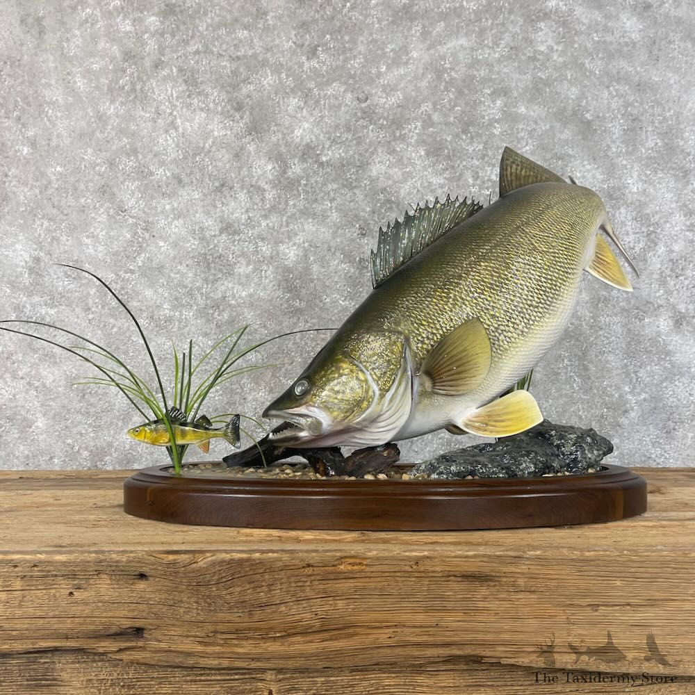 Walleye Fish Mount For Sale #28413 @ The Taxidermy Store
