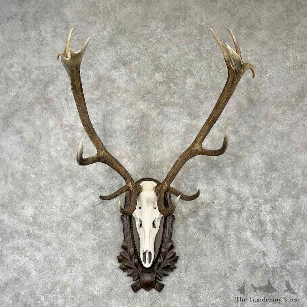 Iberian Red Deer Stag Skull Plaque Mount For Sale #30429 @ The Taxidermy Store