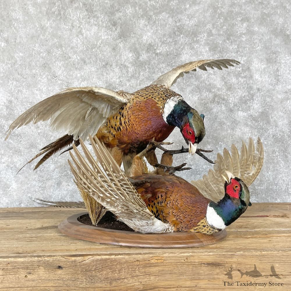 Ringneck Pheasant Bird Mount For Sale #28249 - The Taxidermy Store