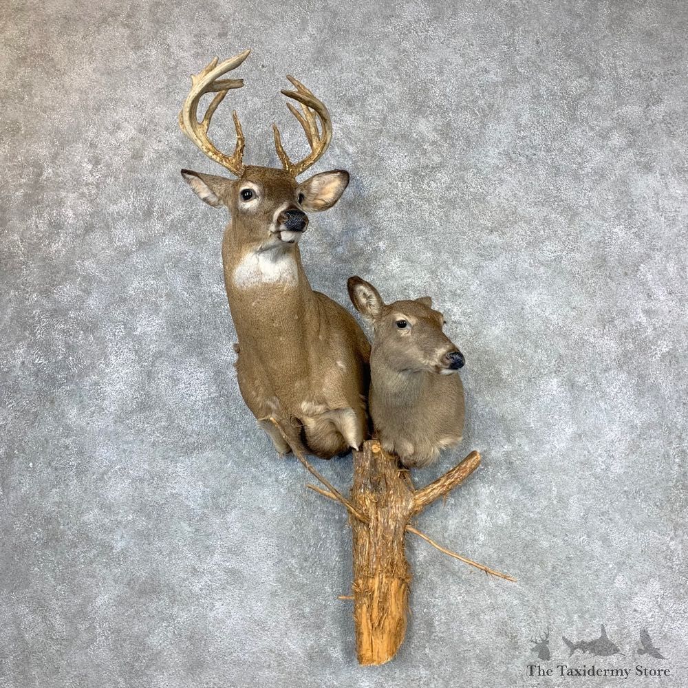 Whitetail Deer Pair Wall Pedestal Taxidermy Mount #23343 For Sale - The Taxidermy Store