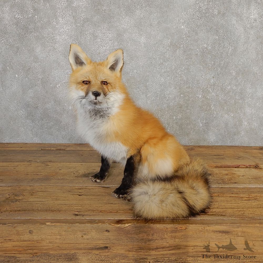 Red Fox Life-Size Mount For Sale #20199 @ The Taxidermy Store