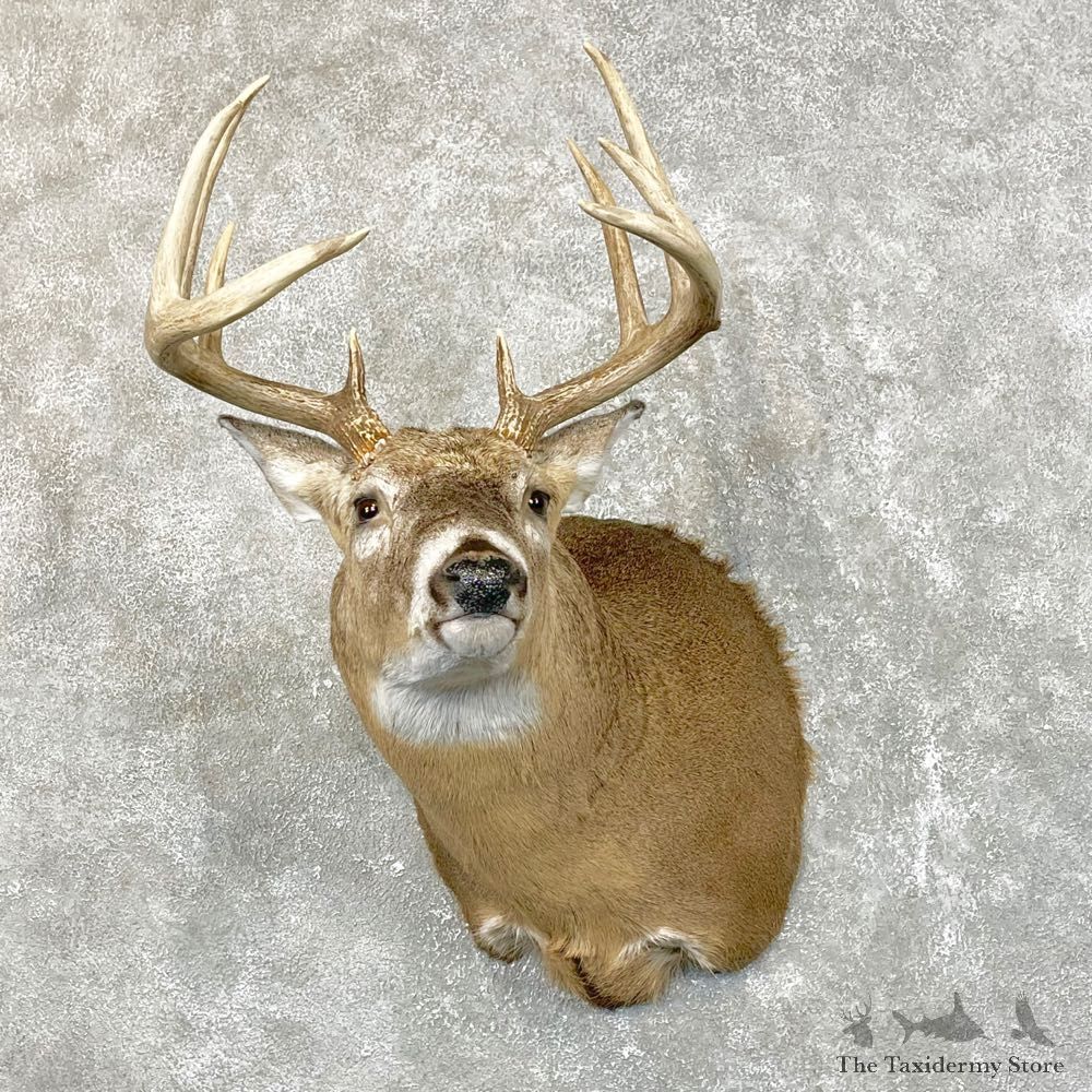 Whitetail Deer Shoulder Mount #24515 For Sale - The Taxidermy Store