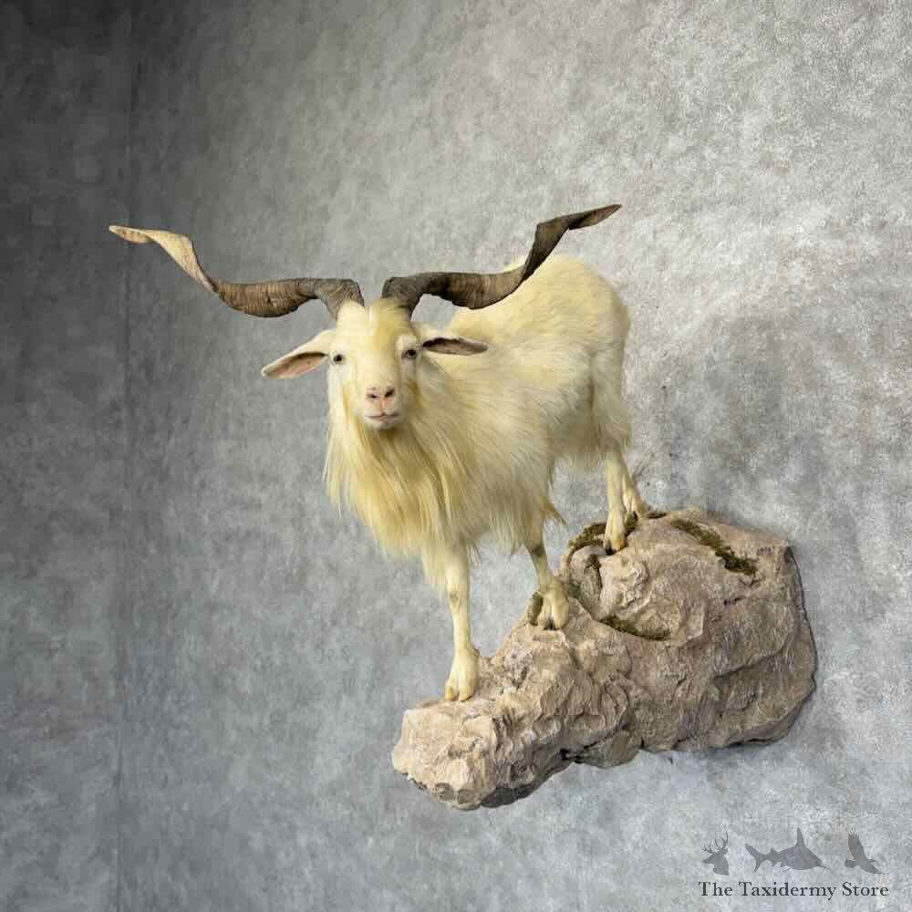 White Catalina Goat Life-Size Mount For Sale #31945 @ The Taxidermy Store