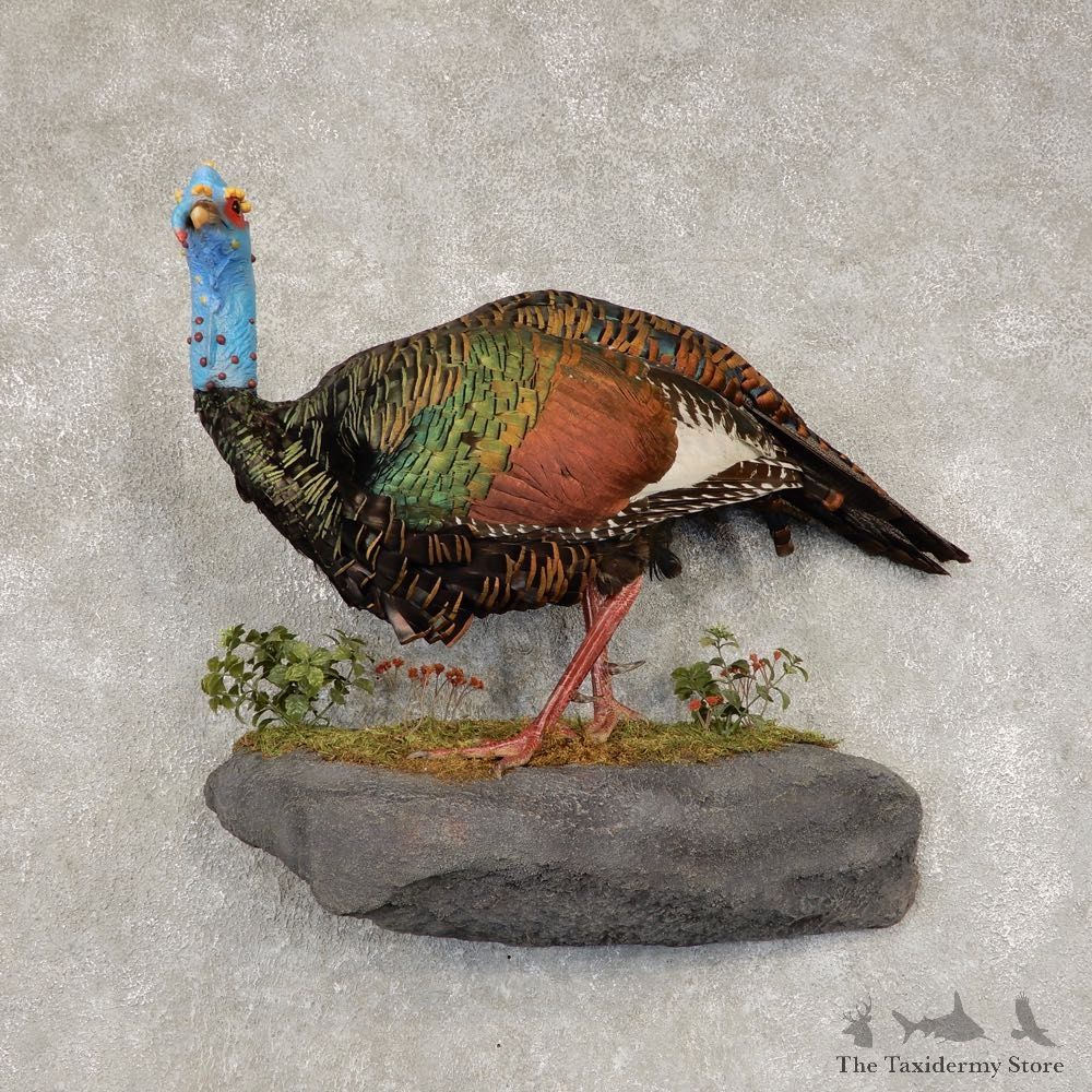 Ocellated Turkey Bird Mount For Sale #21416 @ The Taxidermy Store