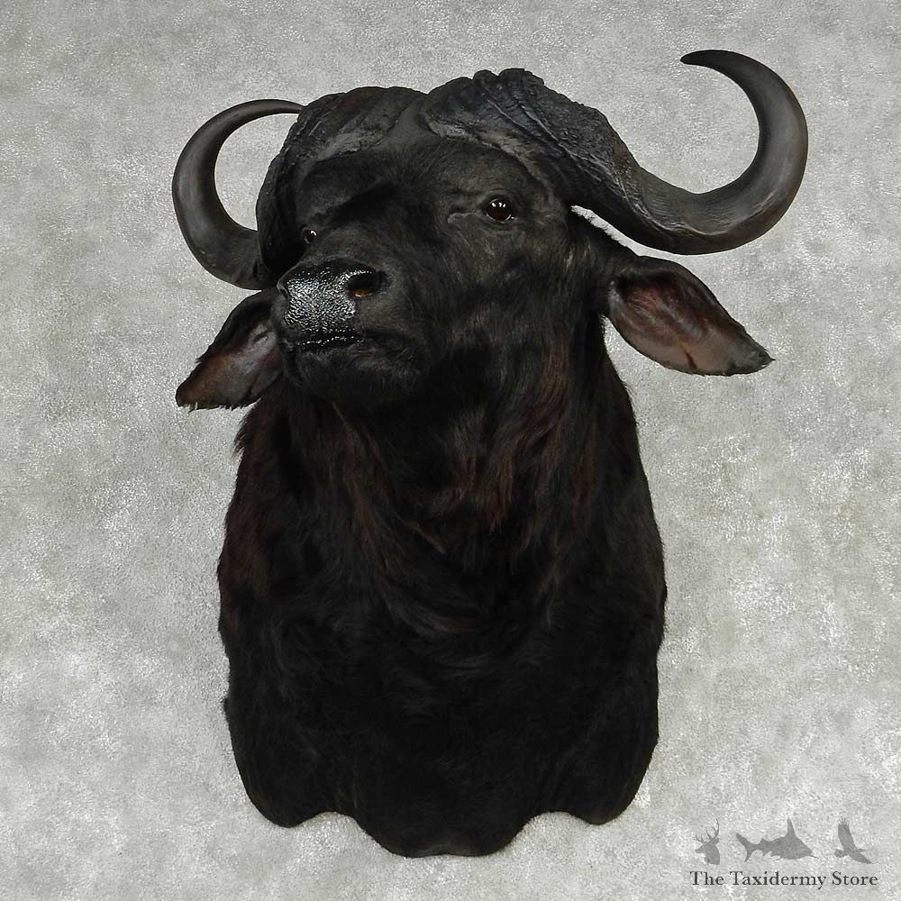 African Cape Buffalo Shoulder Mount #13805 For Sale @ The Taxidermy Store
