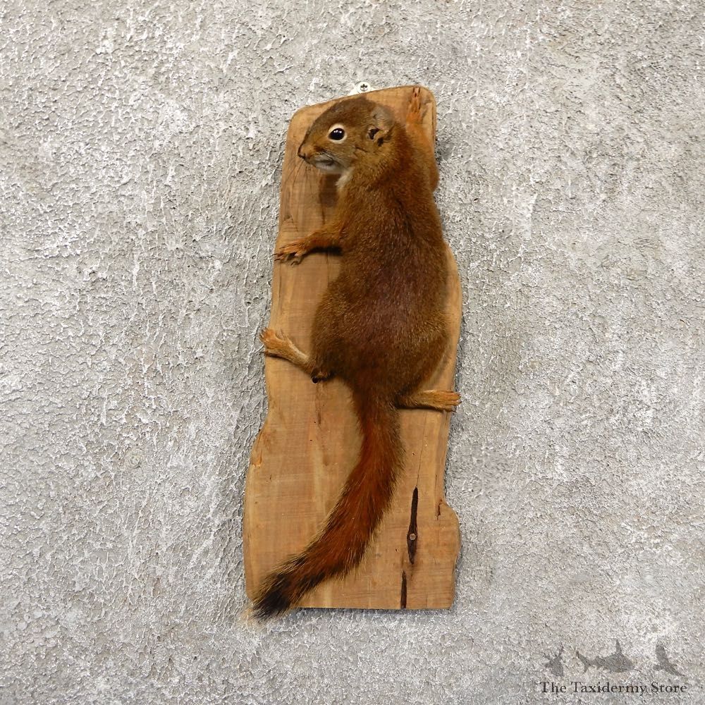 Red Squirrel Life-Size Mount For Sale #18200 @ The Taxidermy Store
