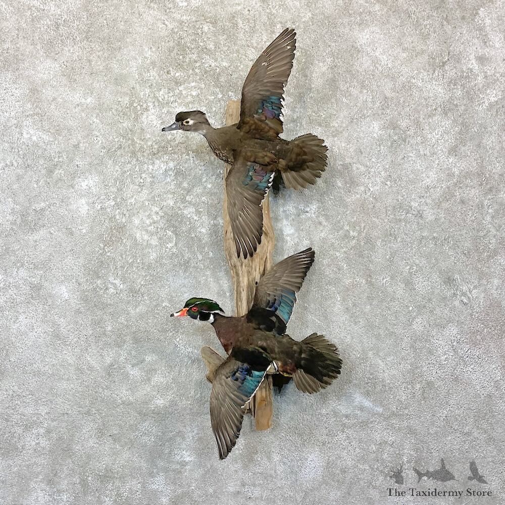Wood Duck Scene Mount For Sale #27838 @ The Taxidermy Store