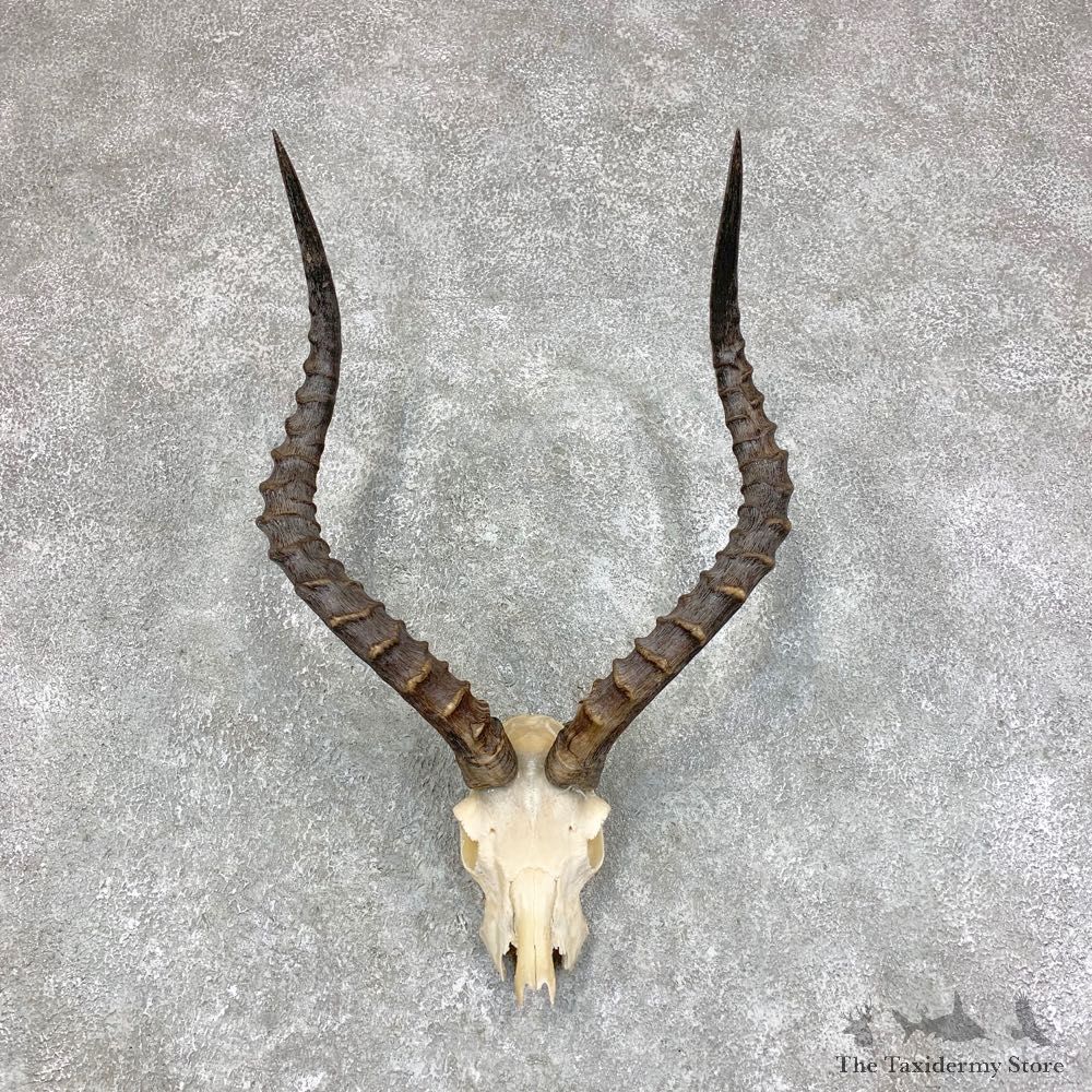Impala Skull Horns European Mount For Sale #21790 @ The Taxidermy Store