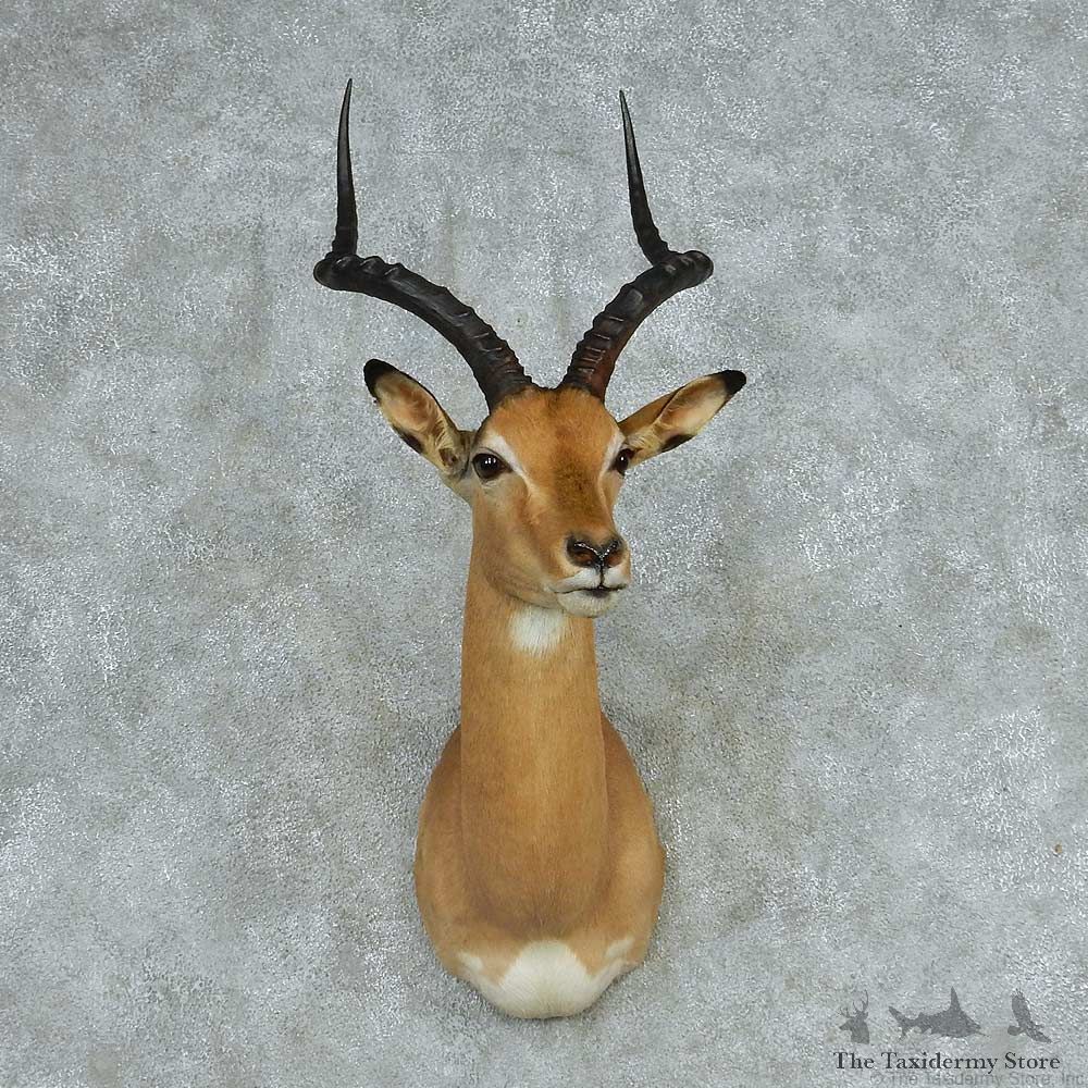 African Impala Shoulder Mount #13722 For Sale @ The Taxidermy Store