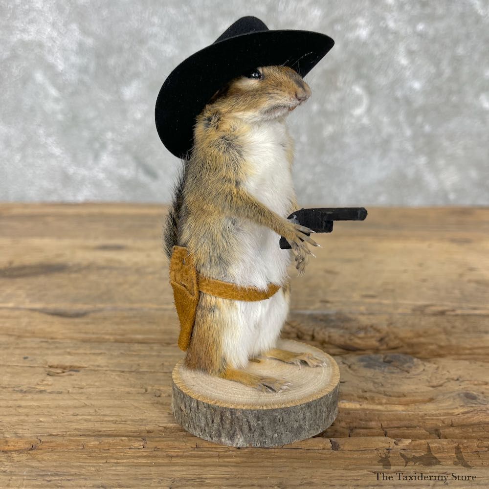 Cowboy Chipmunk Novelty Mount For Sale #26103 @ The Taxidermy Store
