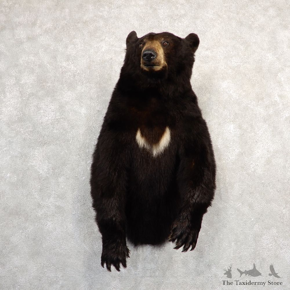 Black Bear 1/2-Life-Size Mount For Sale #20788 @ The Taxidermy Store