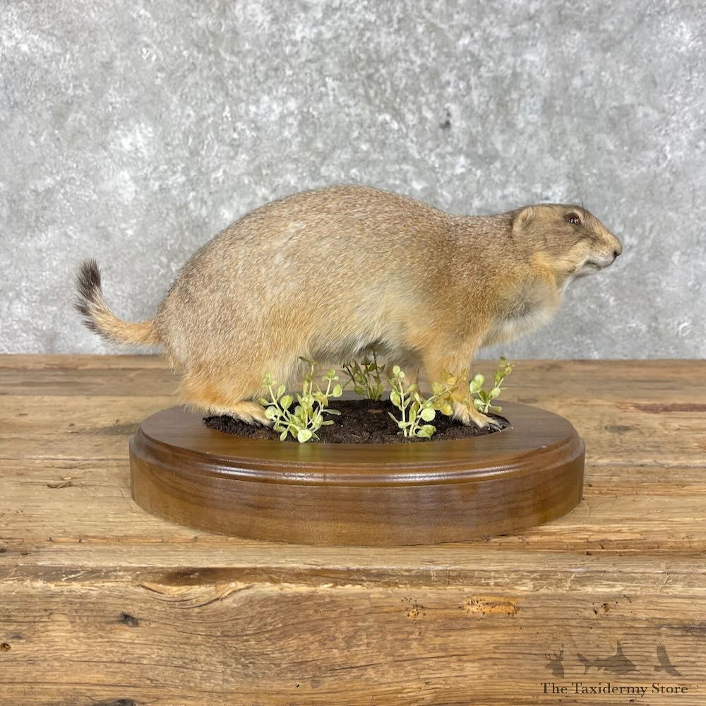Prairie Dog Life-Size Mount For Sale #27971 @ The Taxidermy Store