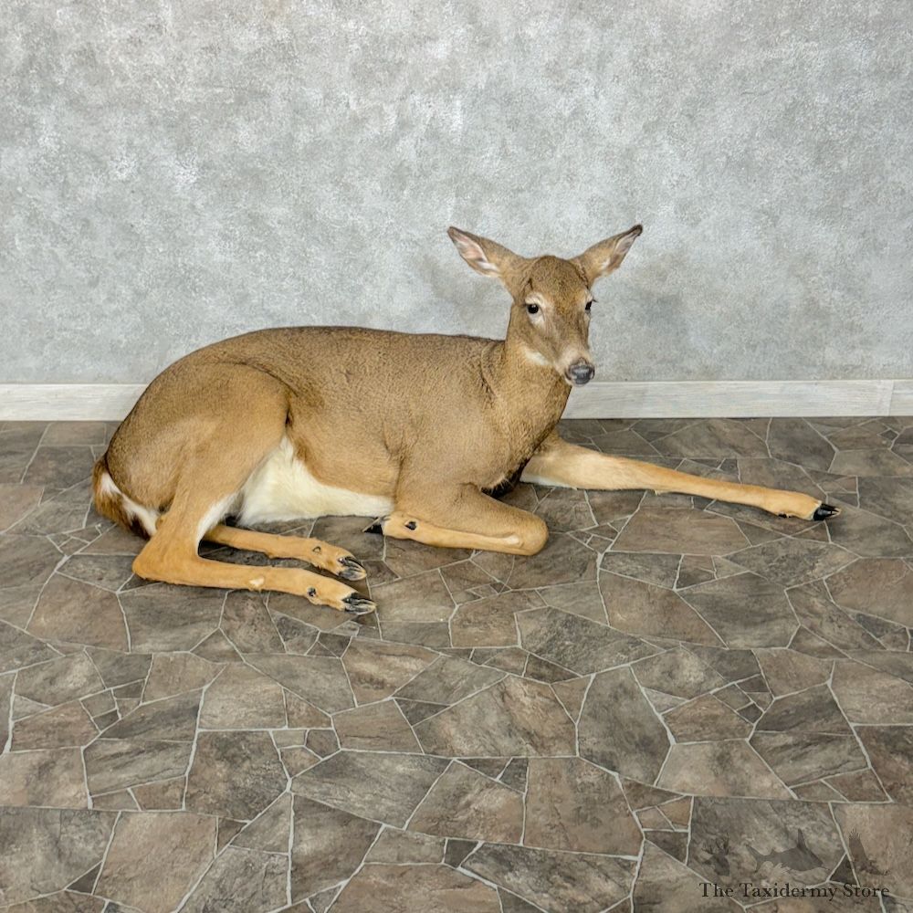 Whitetail Deer Doe Life-Size Mount For Sale #29552 @ The Taxidermy Store