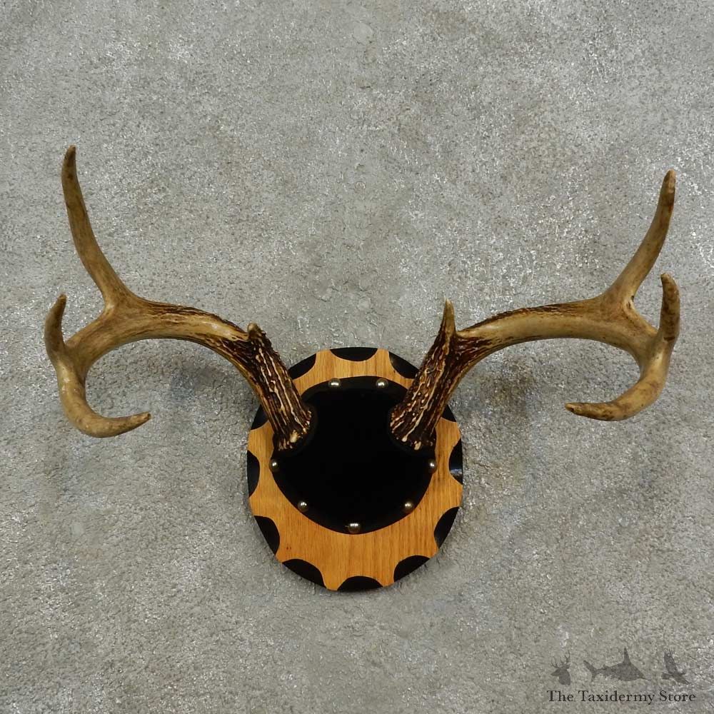 Whitetail Deer Antler Plaque For Sale #16928 @ The Taxidermy Store
