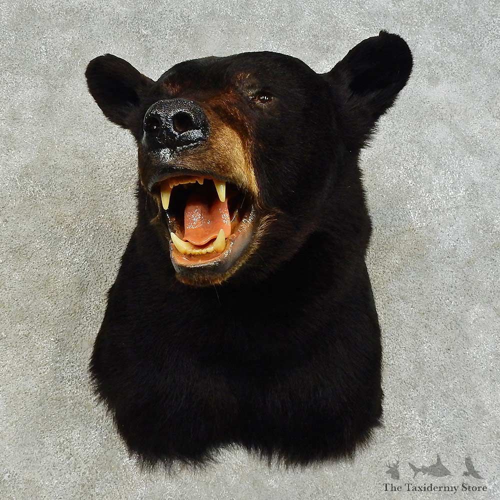 Black Bear Shoulder Mount For Sale #16343 @ The Taxidermy Store