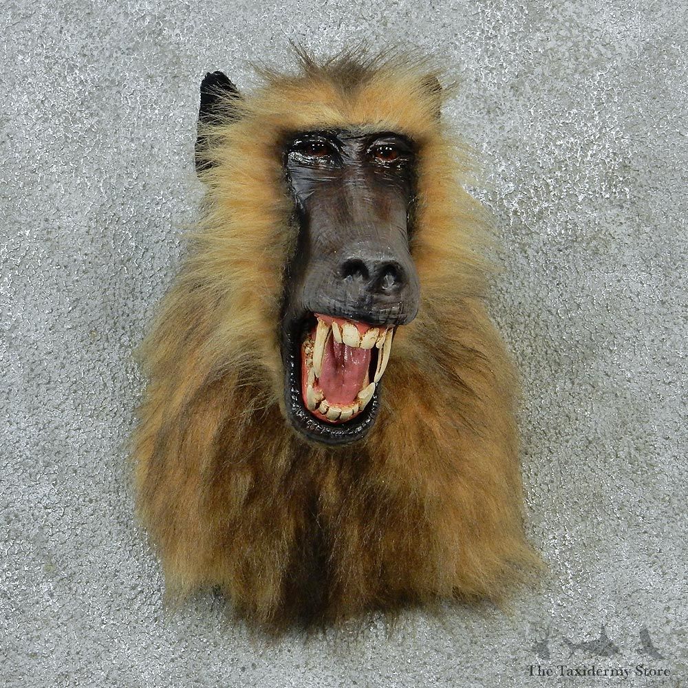 Chacma Baboon Taxidermy Shoulder Mount #12914 For Sale @ The Taxidermy Store