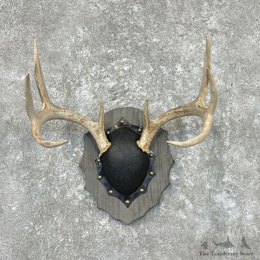 Whitetail Deer Antler Plaque Mount For Sale #26897 @ The Taxidermy Store